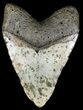 Bargain, Megalodon Tooth - North Carolina #54750-2
